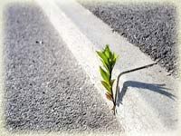 биологическая устойчивость бетона